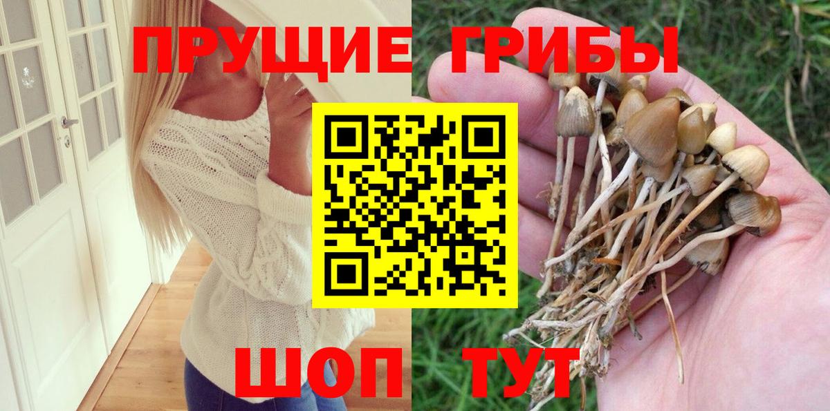 купить  цена  Галлюциногенные грибы GOLDEN TEACHER  Краснознаменск  Вход с VPN  Галлюциногенные грибы Psilocybe 